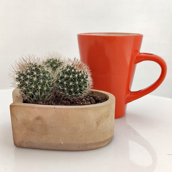 Corazón cofre maceta cemento - Camaleon-art - concrete shop art