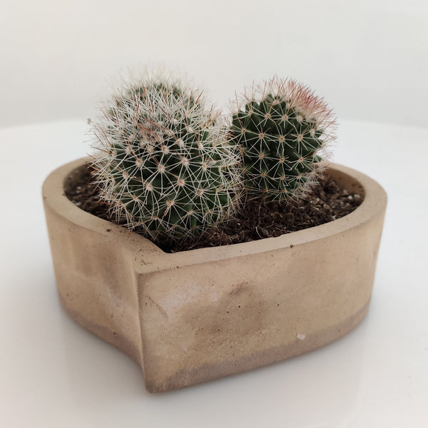 Corazón cofre maceta cemento - Camaleon-art - concrete shop art